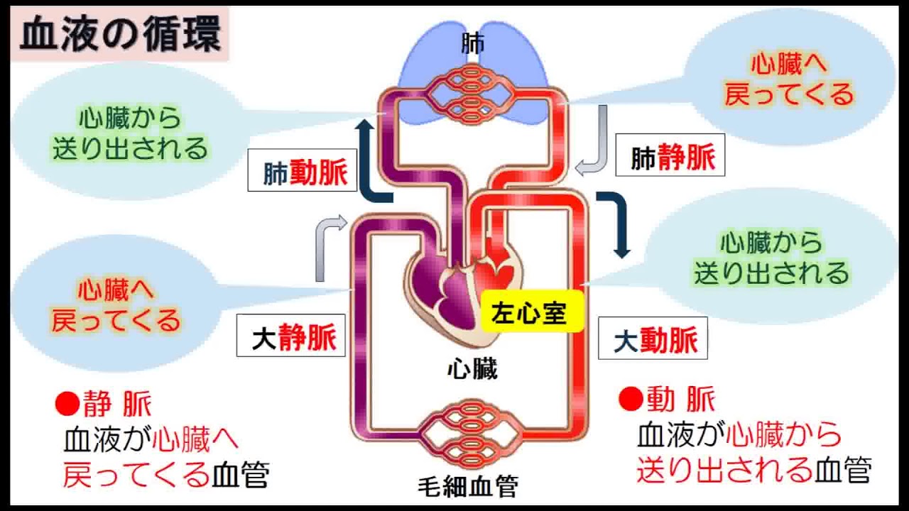 生物基礎生物の体内環境の維持02 心臓と血液循環２ Youtube