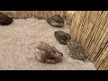 Quail playing in sand