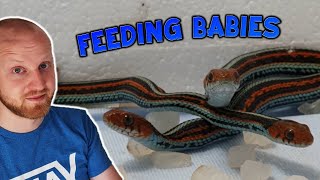 How To Feed Baby Garter Snakes!