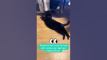 @farmcatsmonsandodin: Linus has helped himself to a bag og catnip over night 😅😅 i guess i loves it