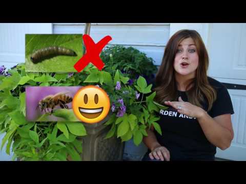 Video: Sâu bệnh hại petunias