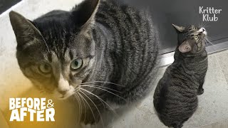 Cat Cries All Day In Front Of The Door After Moving | Before & After Makeover Ep 32