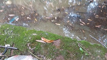 Hôm nay 2 cha con đi câu cá "bự" chà bá luôn nha cả nhà.