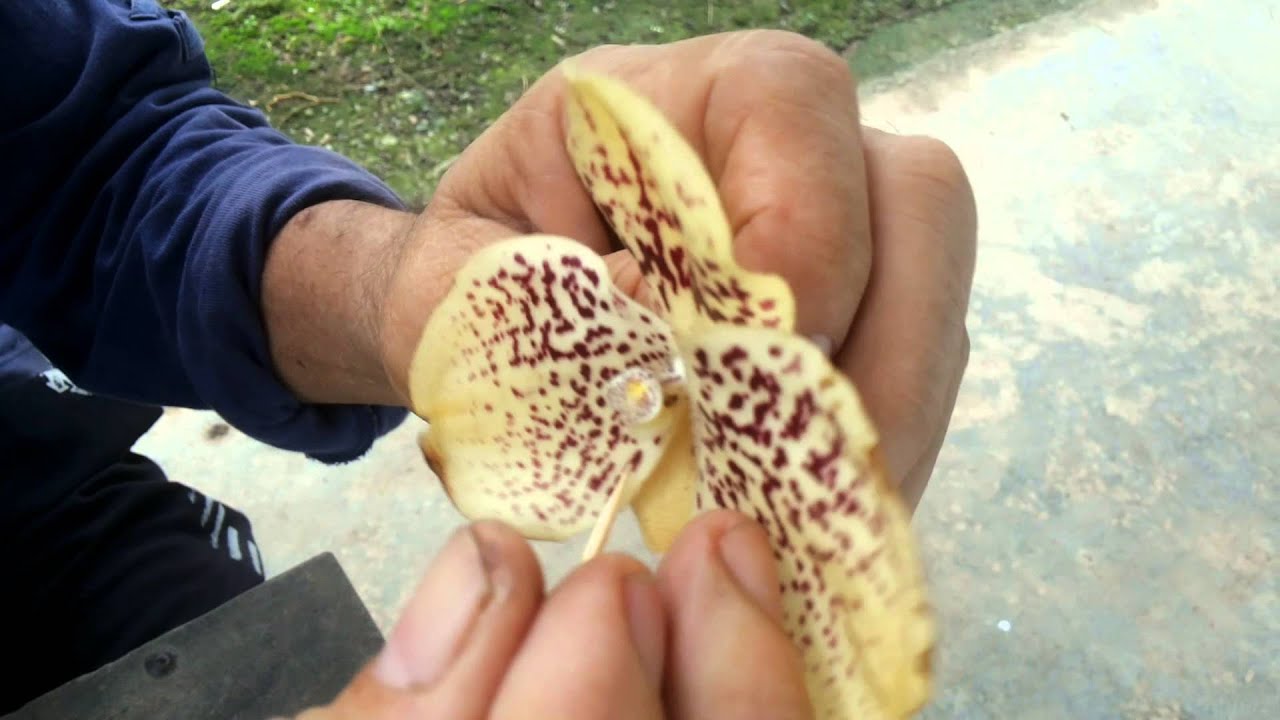 การผสมกล้วยไม้รองเท้านารี แบบสวนเรา