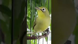 Download Lagu KECIAL KUNING NGEJOS #shorts MP3 Download Lagu KECIAL KUNING NGEJOS #shorts MP3
