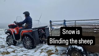 Snow is blinding the sheep, and the belgium blue cow #farm #farming #tractors #calves
