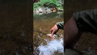 You never know what you’re going to catch in these creeks 🫡 #creekfishin #creeklife #fishtok