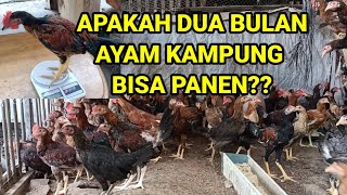 Part 1 Ukuran Kandang Ayam Potong 100 Ekor Peternakan Menjelaskan..... 