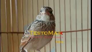 🇮🇩𝙈𝘼𝙎𝙏𝙀𝙍𝘼𝙉🇮🇩 BRANJANGAN ISIAN SIKATAN LONDO GACOR DOR JERNIH DURASI  PANJANG by Lee Birds Farm