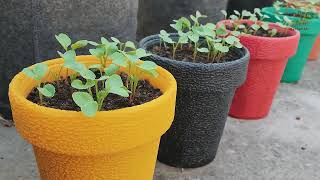 15 Vegetables That Produce The Most In Containers