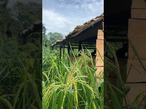 masak diladang gunung,