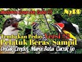 Masteran Kasar Dan Pedas Tembakan Pelatuk Beras Versi Untuk Murai Batu Cendet Cucak Ijo Dll Mp3 - Mp4 Download