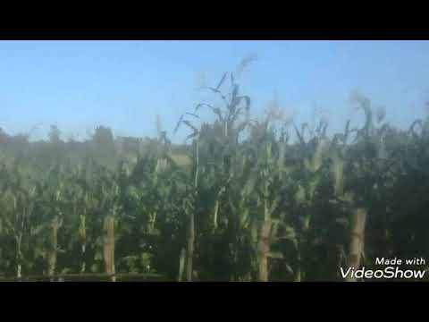 ჯიხაშკარშაააა