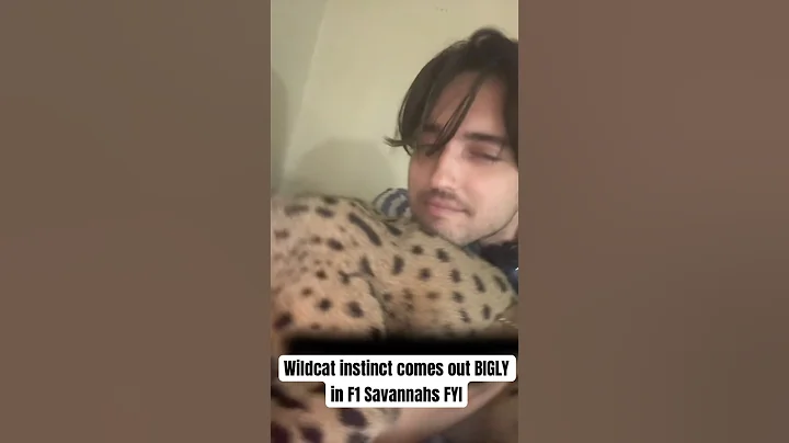Video 11846921: cat savannahcat, cat gato, f1