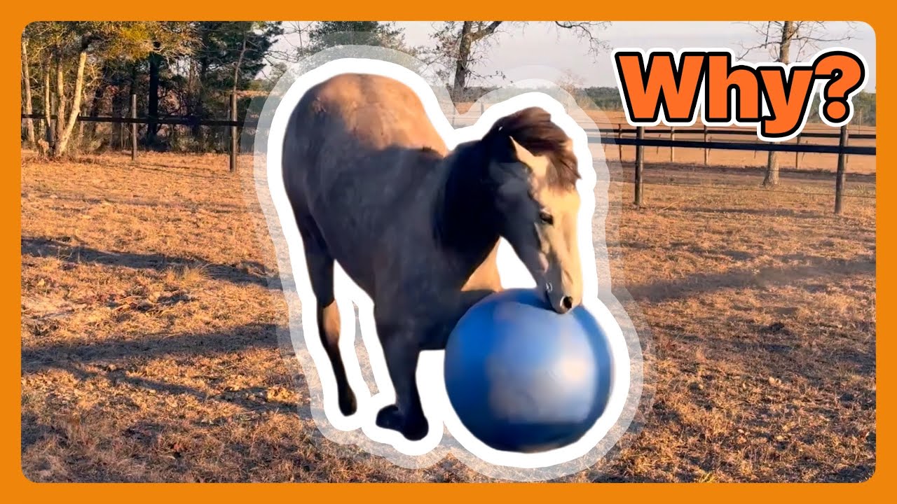 Глупые игры с лошадьми?