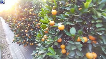 Quất Lùm bán quất tết 2023, liên hệ trực tiếp nhà vườn để biết giá quất tết 2023 tại vườn