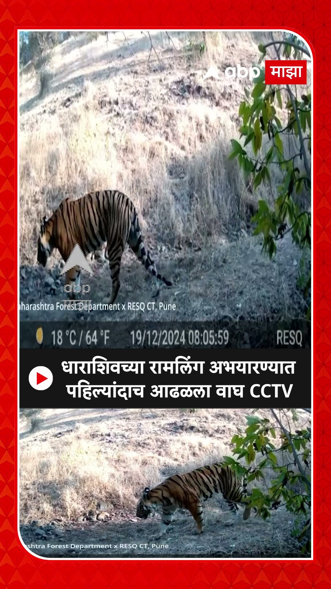 Tiger Spotted in Dharashiv : धाराशिवच्या रामलिंग अभयारण्यात पहिल्यांदाच आढळला वाघ CCTV