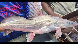 26.05.22পদ্মার জেতা আইর মাছ কত টা চরা দামে বিক্রি হল দেখুন!সাথে নদীর কোরাল ও মিক্স মাছের নিলাম!Fish!