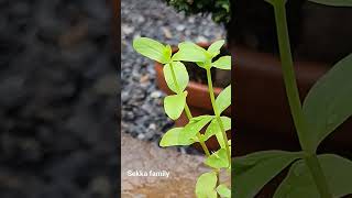 Sekka Hinoki family bonsai bonsaitree bonsaihunter garden indoorplants gardening