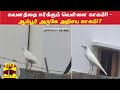 கவனத்தை ஈர்க்கும் வெள்ளை காகம்!! - ஆம்பூர் அருகே அதிசய காகம்!? White Crow