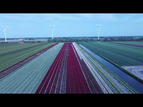 Dutch Tulips 2022 4K