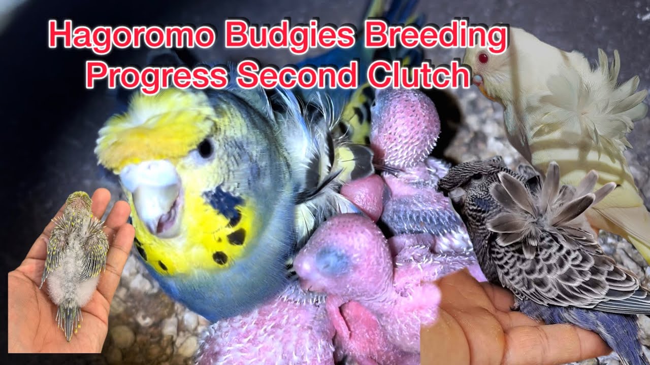 Hagoromo Budgies Breeding Progress 2nd Clutch || Budgies Colony Aviary | Helicopter birds 2026 