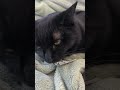 保護猫　おやつ　#猫#shorts#保護猫#猫動画