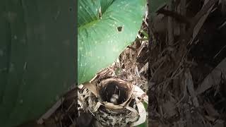 Download Lagu sarang burung pelanduk semak di alam,baru bertelelur #shorts MP3