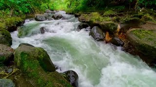 Majestic River Forest Sounds, Gently Flowing Stream, keeps the soul calm, for studying for sleeping