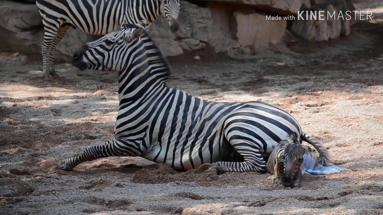 Proses melahirkan Zebra dan Jerapah  GOKIL YouTube