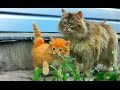 #Koshlandia, Aelita with kittens 2012 Аэлита с котятами СОЛНЫШКО, Тёма, Белка и дядя Рыч