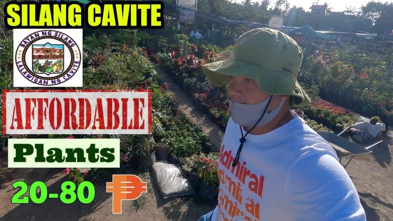 AFFORDABLE PLANTS IN SILANG CAVITE PLANTITOS & PLANTITAS FEBRUARY