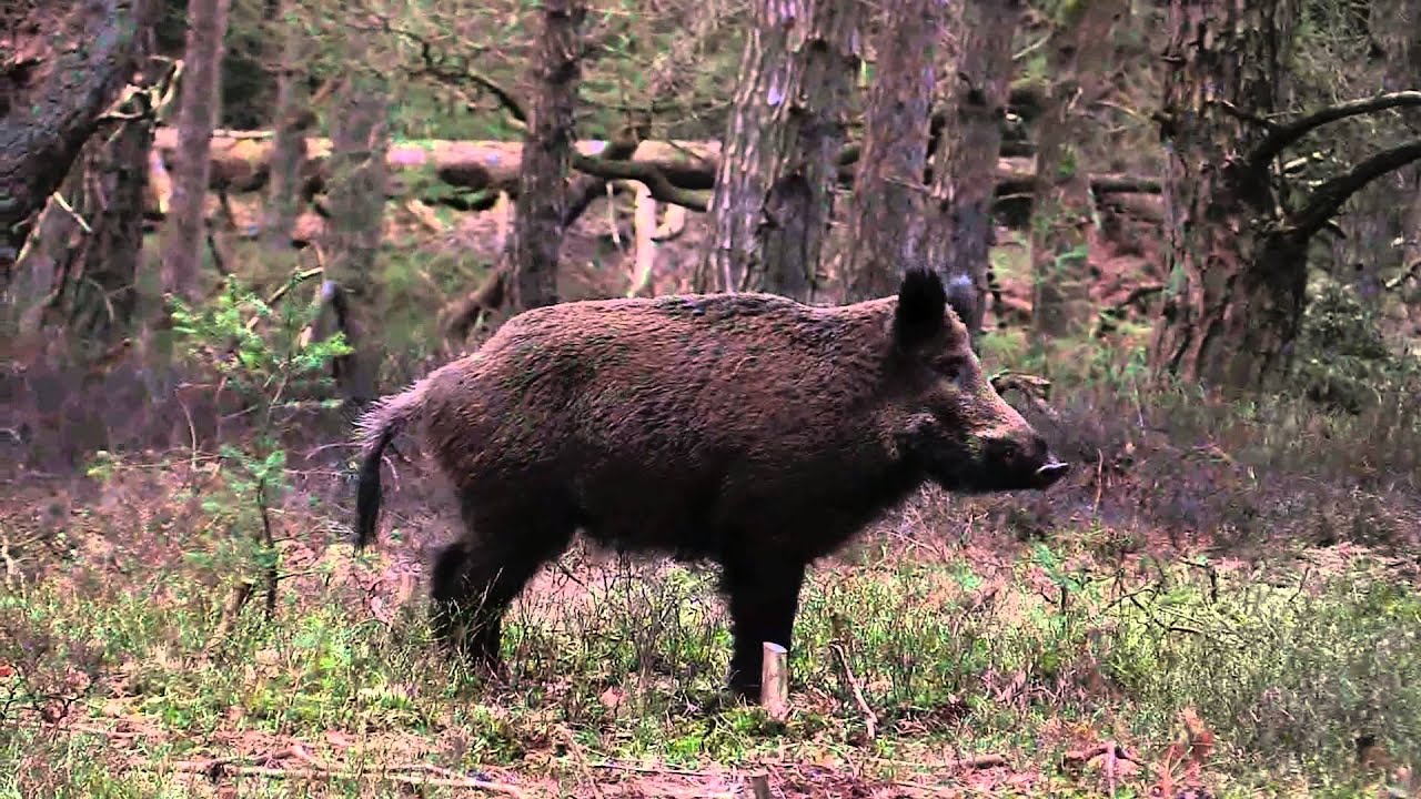 De Hertenstangen Zoeker, Veluwe movie