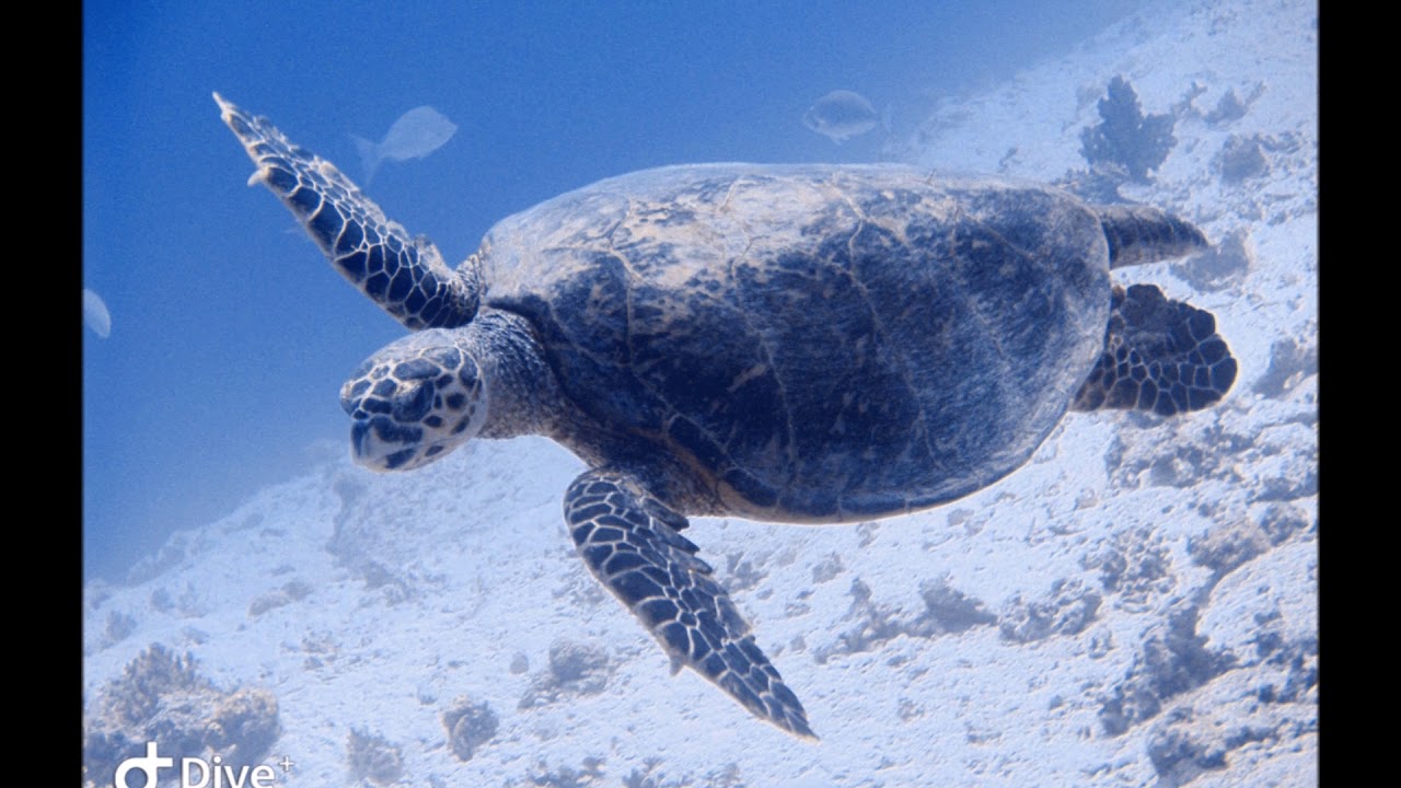 Crazy divers Last Part 2018