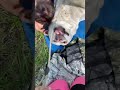 Собака- доставака)))) Папа, не спи! #dog #алабай #козы #goat #милоевидео #animaldog #dog #собака