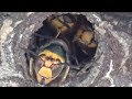 福島市でスズメバチ駆除- アパートの窓の下に隠れてるような巣！