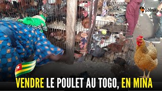 (TOGO J -4) COMMENT VENDRE le POULET GOLIATH au TOGO, Ahépé (préf./YOTO) Elevage du poulet local