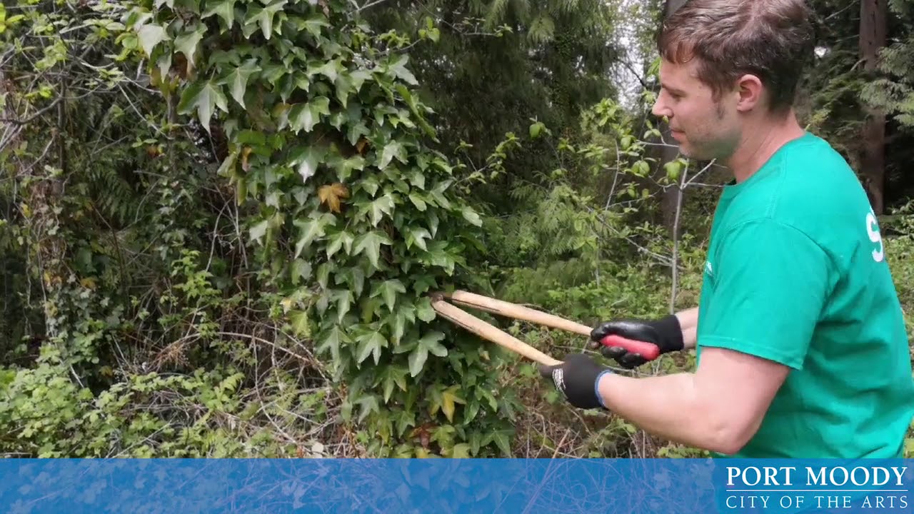 Invasive Species English Ivy YouTube