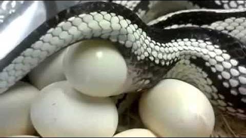 cận cảnh rắn đẻ trứng