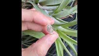Gem Gardener: 3ct Natural Marquise Diamond Pale Brown