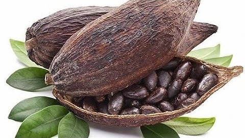 Top 10 Cocoa Producing Countries
