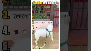 😂 Ranking the TOP 5 Funniest Animal Fails! #1? 👀!#Shorts #USA #FunnyAnimals  #Viral #Trending #Funny