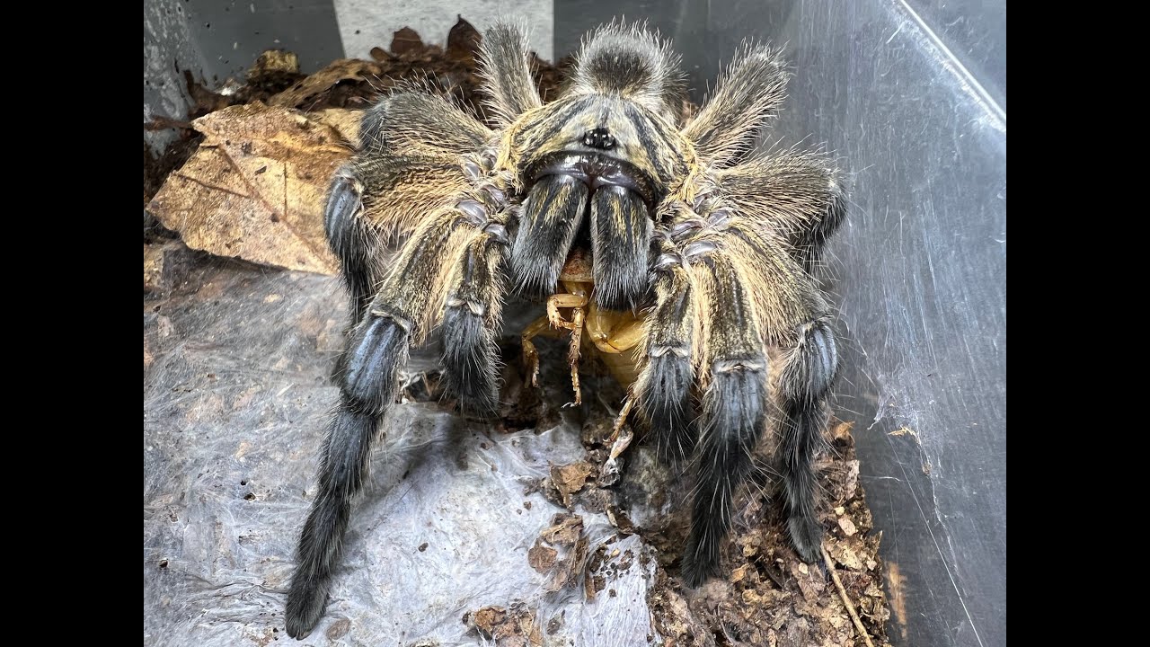 Your First Old World Spider YouTube