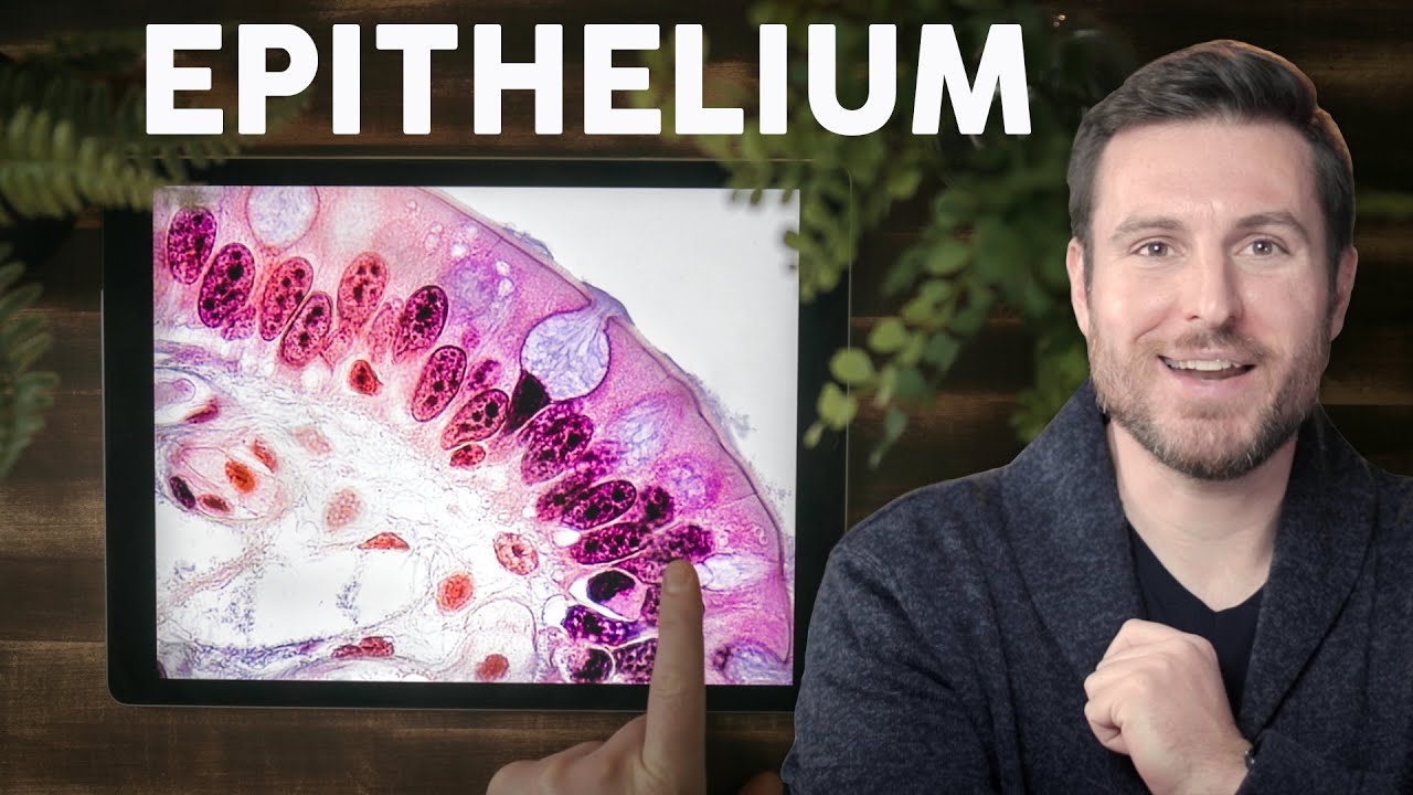 ⁣Epithelial Tissue Histology Explained for Beginners | Corporis