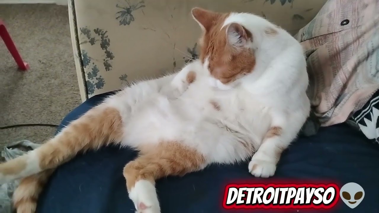 HazeyTheCat Said Happy Xmas 