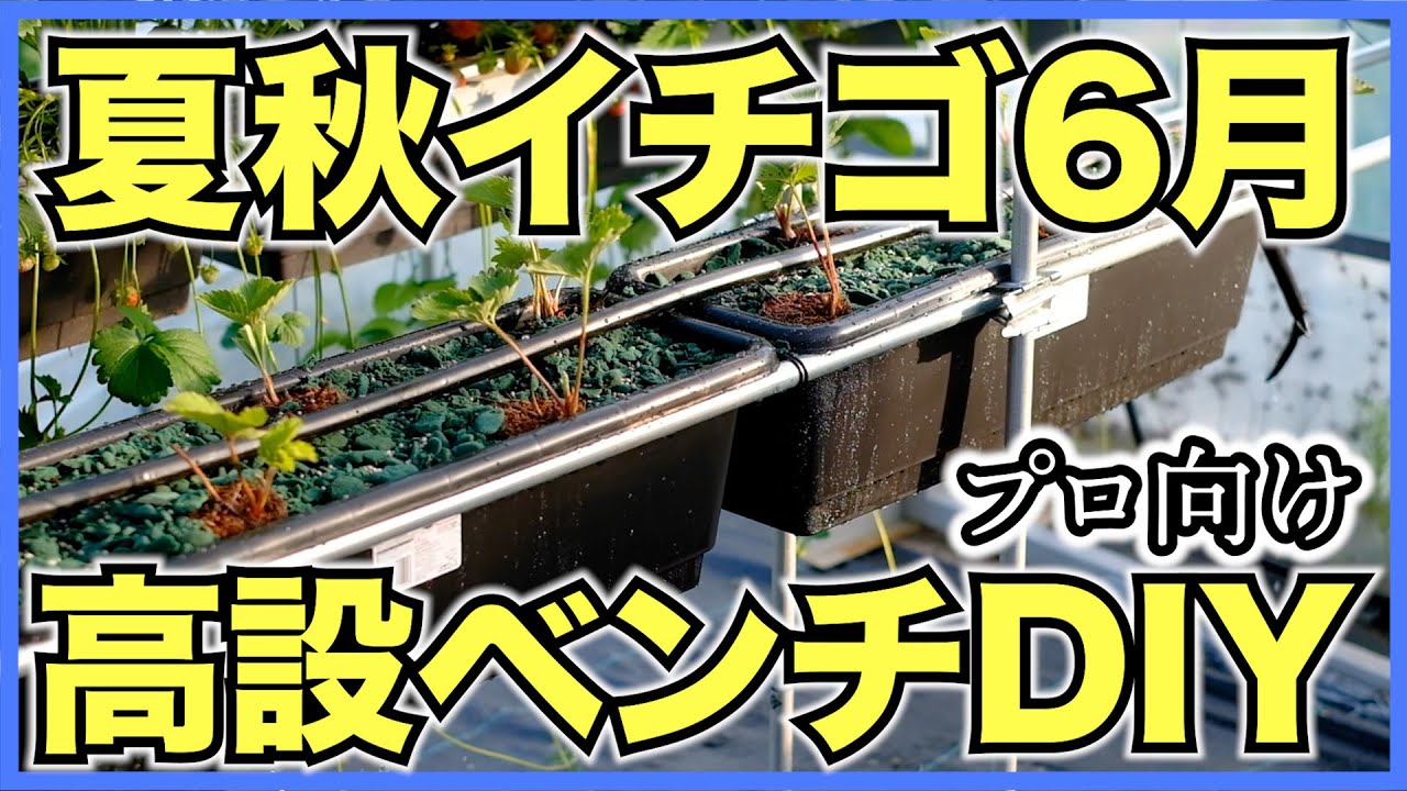【夏秋イチゴ】6月の生育を紹介！新しい高設ベンチをDIYで設置してアクアフォームで試験栽培【夏いちごを収穫して試食】