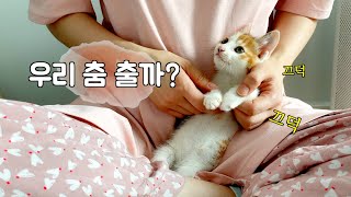 Dancing with a kitten that's popular these days. by 지안스캣 Jian's Cat 10,127 views 12 days ago 3 minutes, 39 seconds