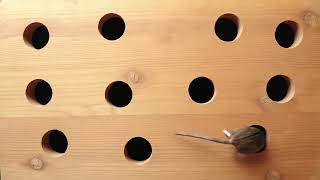 6-Hour Cat Hunting Game | Realistic Mouse Pops In and Out of Wooden Holes | #CatTV #CatGame screenshot 4