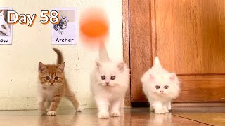 Day 58: Kittens Playing with the Ping Pong Balls! - Cute Kittens! - Day 58 of Day 100 by The Cuddly Cats 151 views 1 year ago 3 minutes, 23 seconds