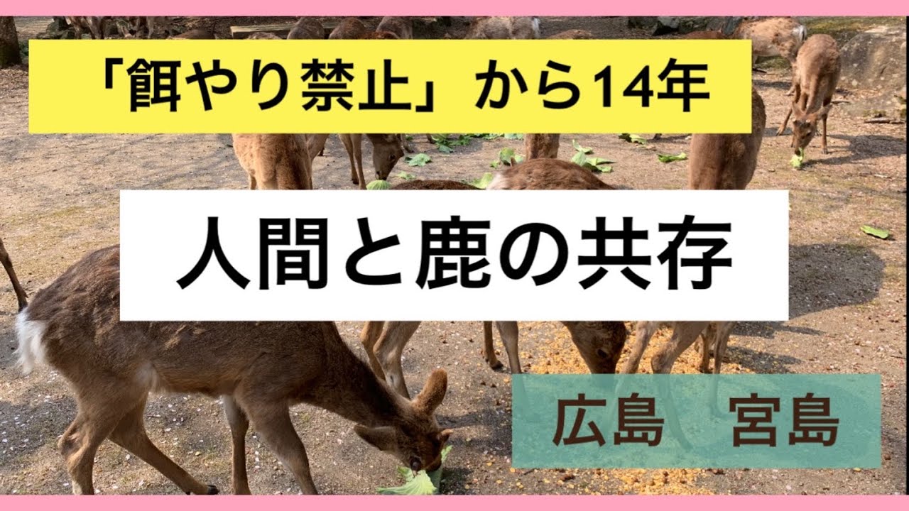 人間と鹿の共存 広島 宮島 餌やり禁止 から14年 ひろしま 宮島 しか Youtube